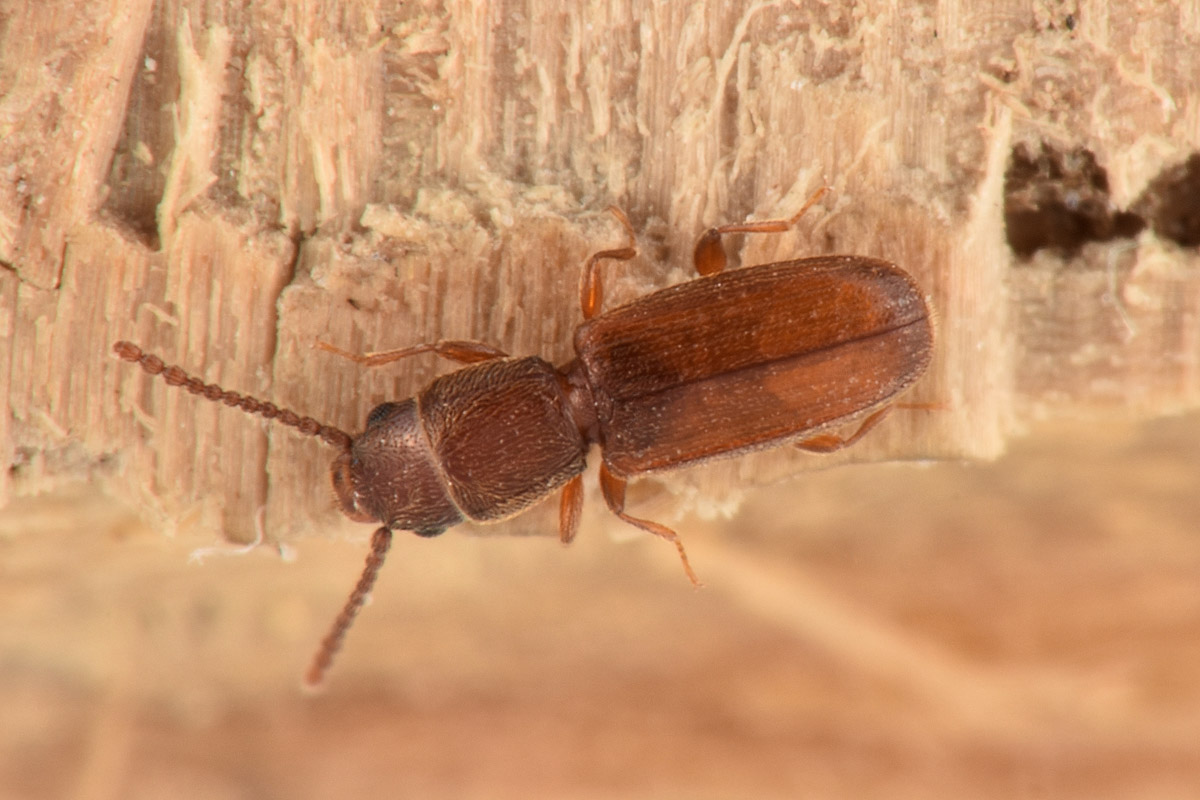 Laemophloeidae: Cryptolestes ferrugineus? S !